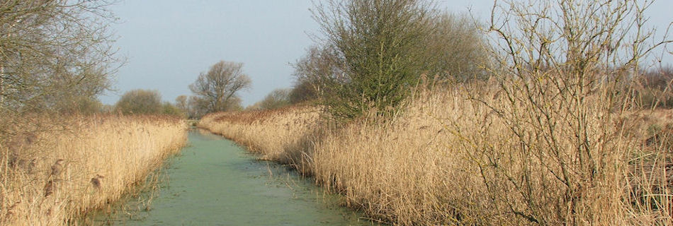 Thorne Moors