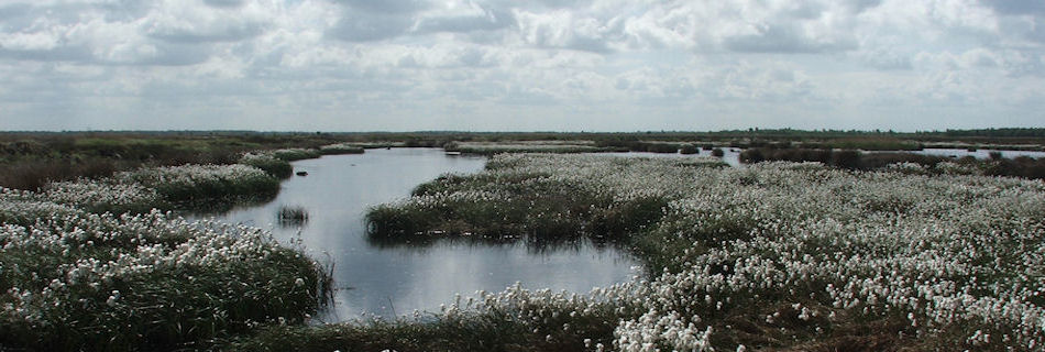 Thorne Moors