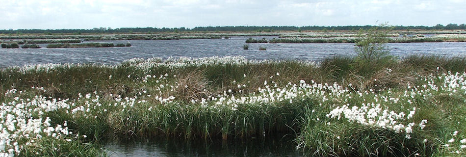 Thorne Moors