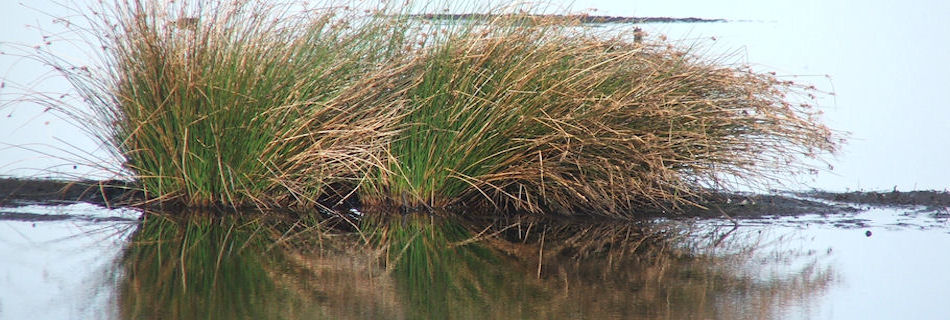 Thorne Moors