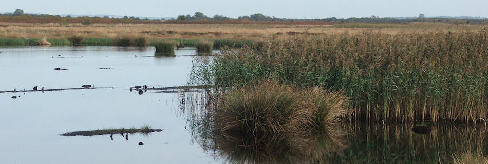 Thorne Moors