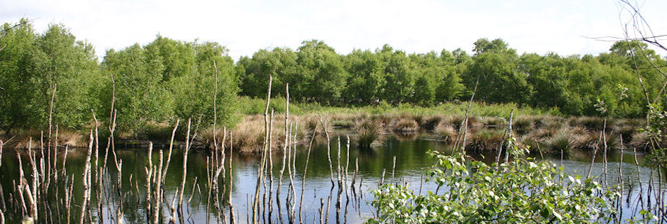 Thorne Moors