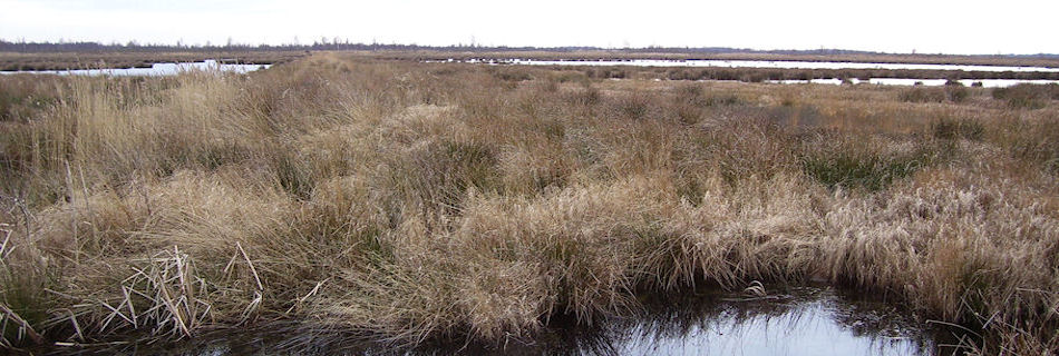 Thorne Moors