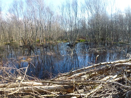 Pigshill Cuttings Flooded