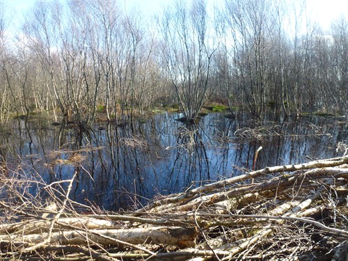 Pigshill Cuttings Flooded